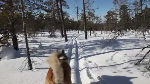 En jakthund går genom snön framför ägaren — Stockvideo
