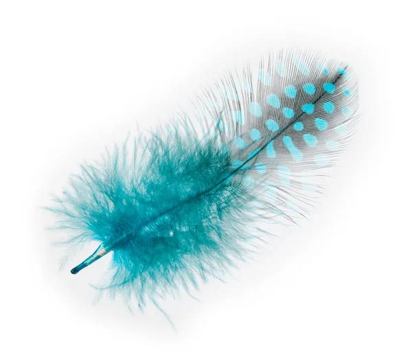 Guinea fowl feather turquoise on a white background — Stock Photo, Image
