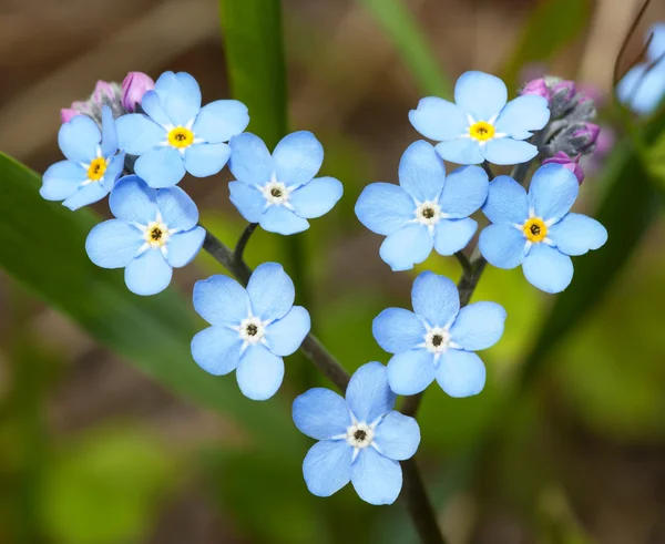 Flowers forget-me-in the form of heart. — Stock Photo, Image