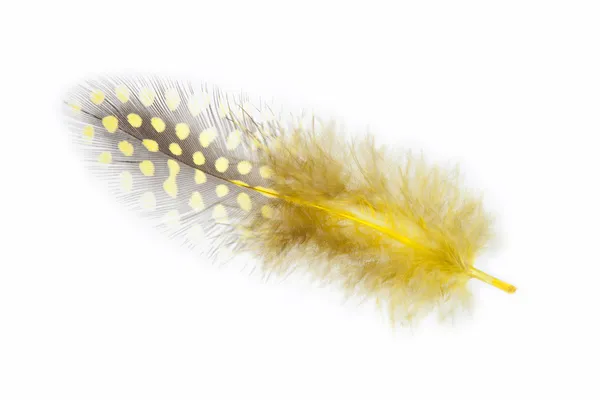 Guinea fowl feather in yellow on a white background — Stock Photo, Image