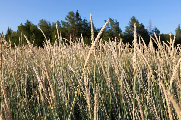Uzun çayır üzerinde (Festuca arundinacea)