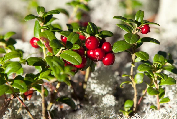 Reife Preiselbeeren — Stockfoto