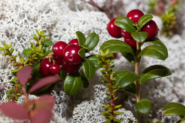 Ripe red cranberries in a forest glade — Stock Photo, Image
