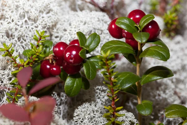 Mirtilli rossi maturi in una radura di foresta Immagine Stock