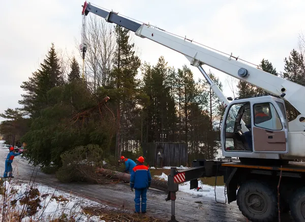 Reddingswerkers verwijderd de boom geveld door de orkaan — Stockfoto