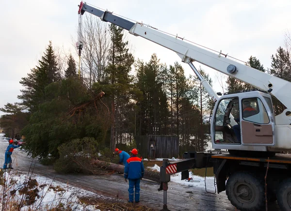 救援人员删除由飓风砍倒这棵树 免版税图库图片