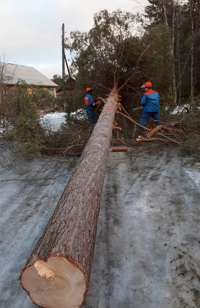 Reddingswerkers verwijderd de boom uit de weg na orkaan — Stockfoto