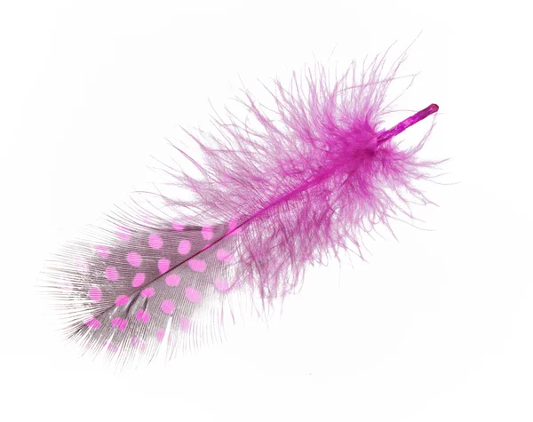 Guinea fowl feather in purple on a white background — Stock Photo, Image