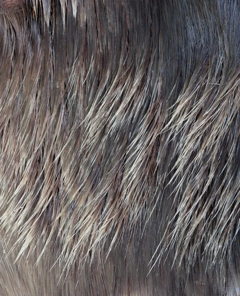 Macro Wool elk — Stock Photo, Image