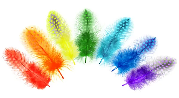 Perliczki pióra są malowane w jasnych kolorach tęczy — Zdjęcie stockowe
