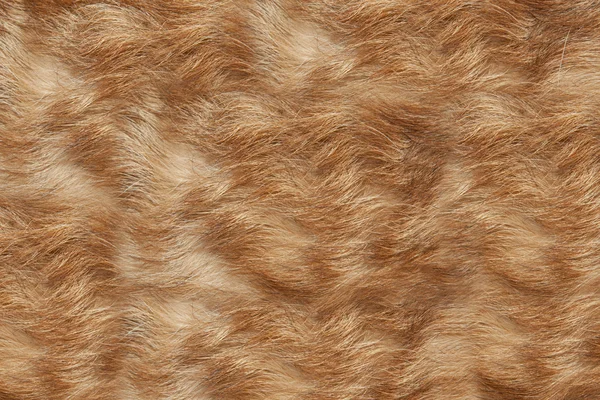 Texture wool red dog — Stock Photo, Image