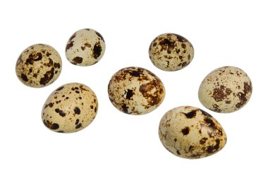 bıldırcın yumurtası