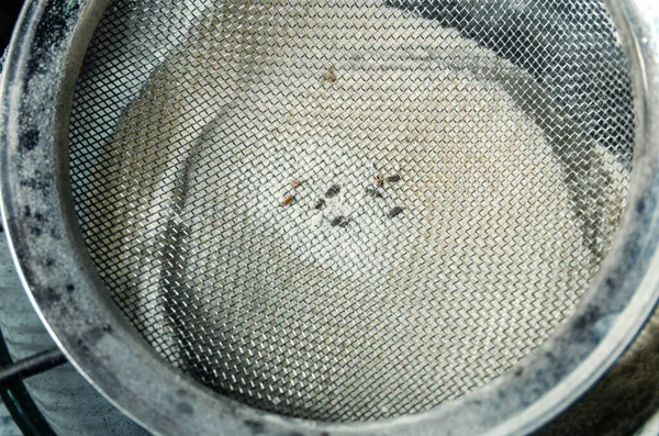 Flour beetles, parasites in wholemeal flour through a metal sieve — стоковое фото