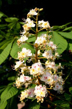 kestane çiçeği - aesculus hippocastanum