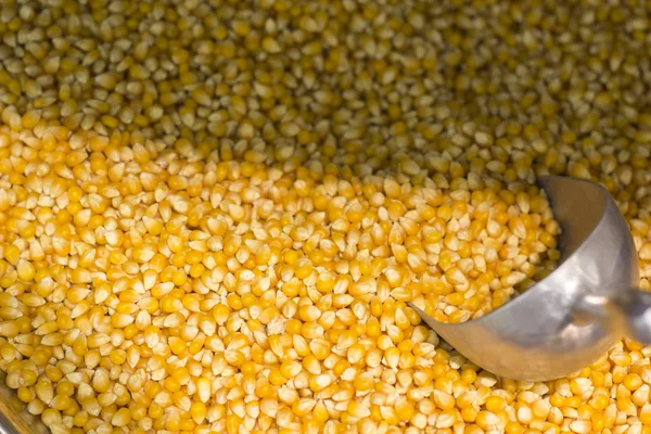 Maize at a market close up — Stock Photo, Image