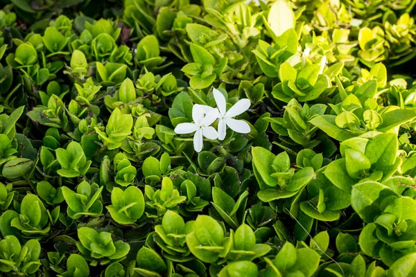 Stick ut från mängden — Stockfoto