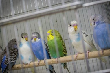 Australian Colorful Parrots clipart
