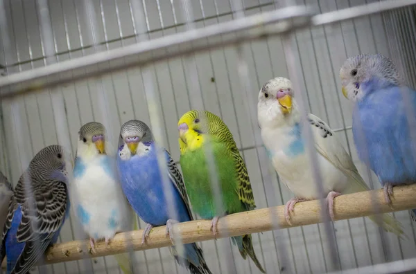 Loros coloridos australianos — Foto de Stock