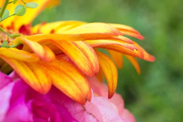 Flores coloridas close-up — Fotografia de Stock