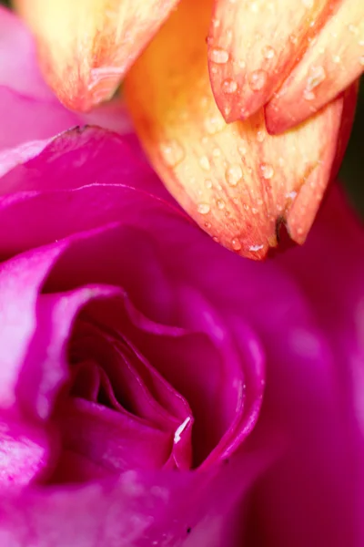 Bloemen Close-up — Stockfoto