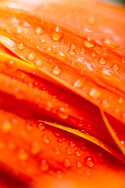 Gotas na flor de laranja — Fotografia de Stock