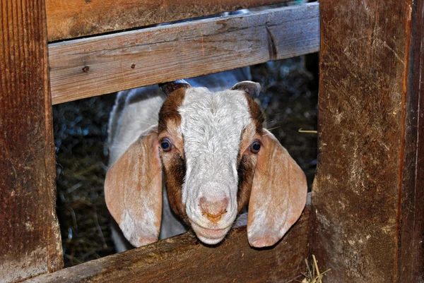 Goat peeking out of stall — Zdjęcie stockowe