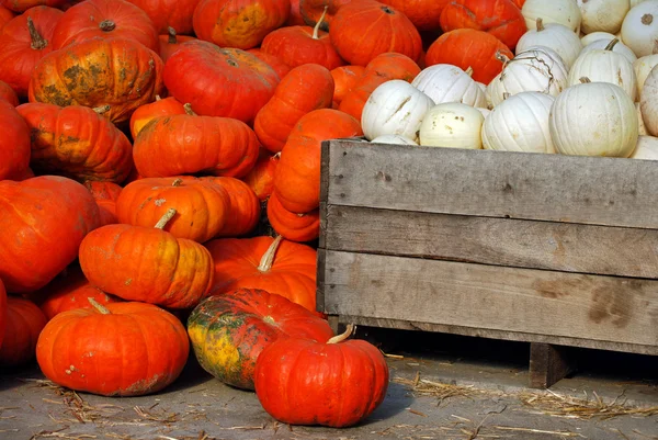 Thanksgiving pumpkins — Stock Photo, Image