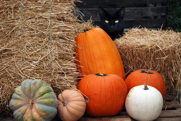 Black cat with fall pumpkins — Stock Photo, Image
