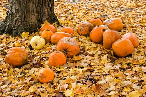 Calabazas podridas en hojas —  Fotos de Stock