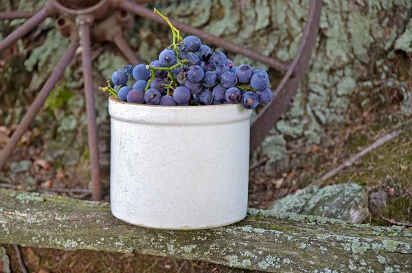 Uvas roxas em um barro — Fotografia de Stock