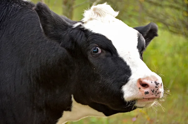 Pet Holstein — Stock Photo, Image