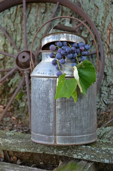 Concord Grapes — Stock Photo, Image