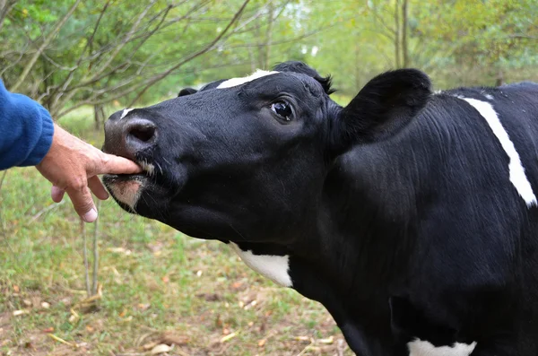 Ko sugande på ett finger — Stockfoto