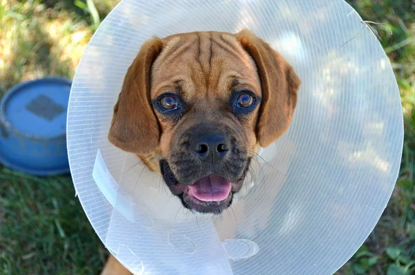 Filhote de cachorro usando um colar de cone — Fotografia de Stock