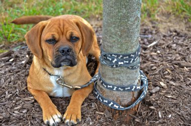 ağaca bağladım köpek yavrusu
