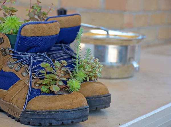 Kaktusy v pracovní a bezpečnostní obuv — Stock fotografie