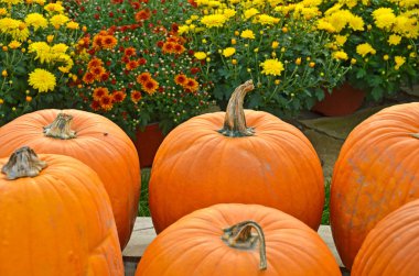 Anneler ve kabak Güz