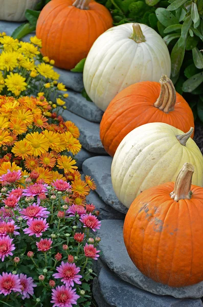 Herfst moeders en pompoenen — Stockfoto