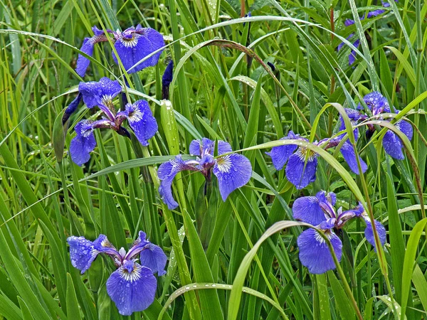 Wild purple iris with raindrops — Stock Photo, Image