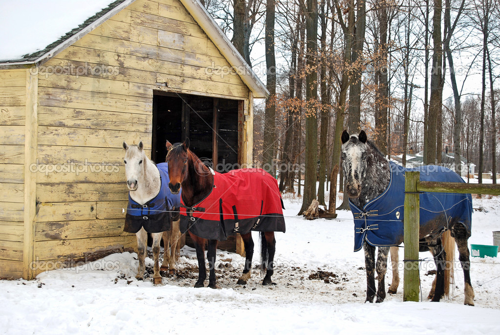 Horses in winter with blankets