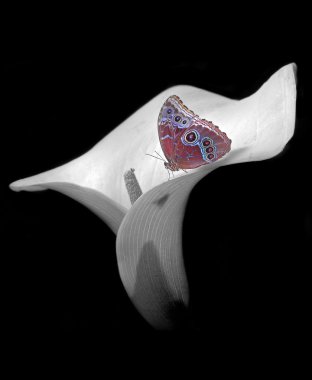 Beyaz calla lily kelebek