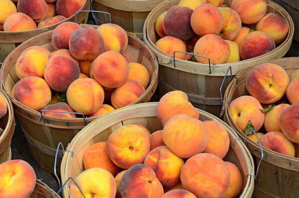 Fresh peaches in baskets