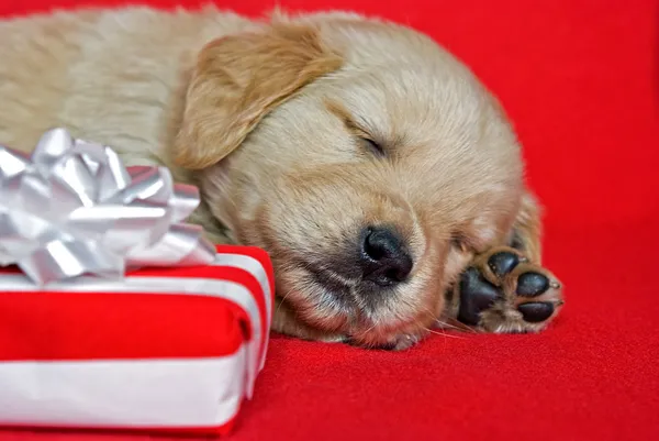 Golden retriever cachorro com presente — Fotografia de Stock