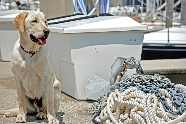 Documentalista di Labrador di Marina — Foto Stock