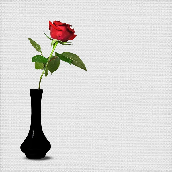 Red long stem rose — Stock Photo, Image