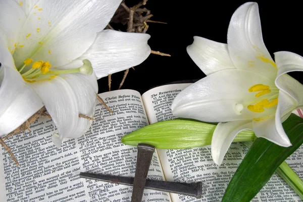 Easter lily Stock Photos, Royalty Free Easter lily Images | Depositphotos