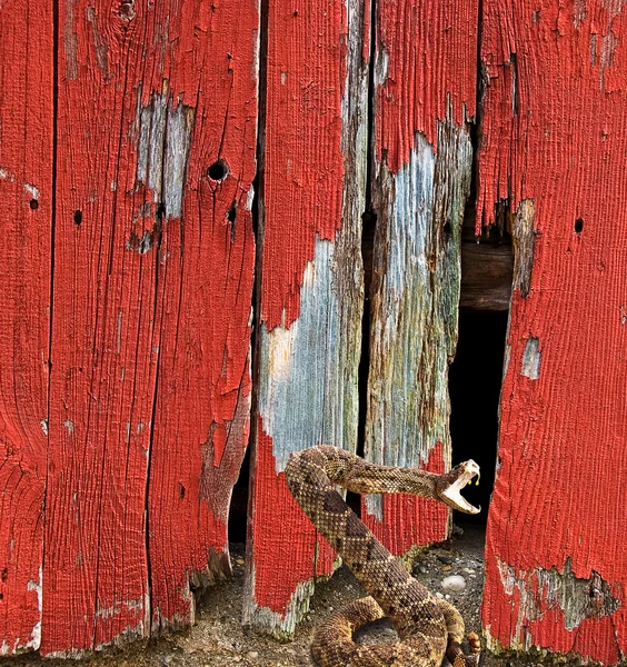 Stávkující rattle snake — Stock fotografie