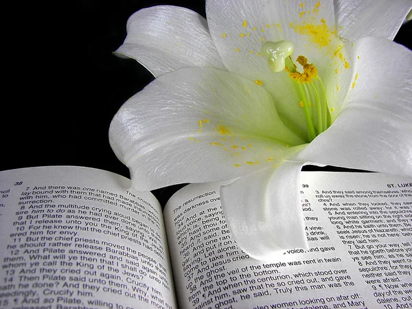 Lirio de Pascua en la Santa Biblia — Foto de Stock