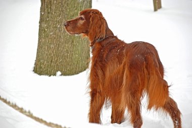 İrlandalı setter karda