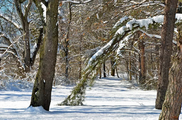 Winter pad in het bos — Stockfoto